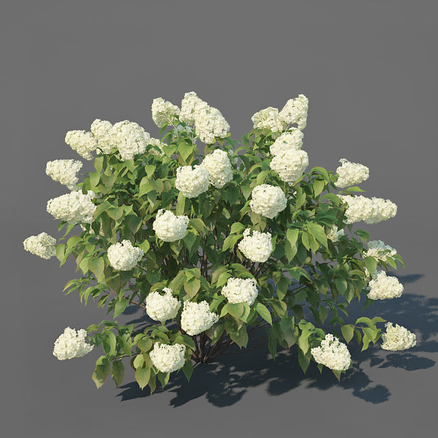 Hydrangea Paniculata Nr3 - Limelight XL - 3 variations 3D model_2