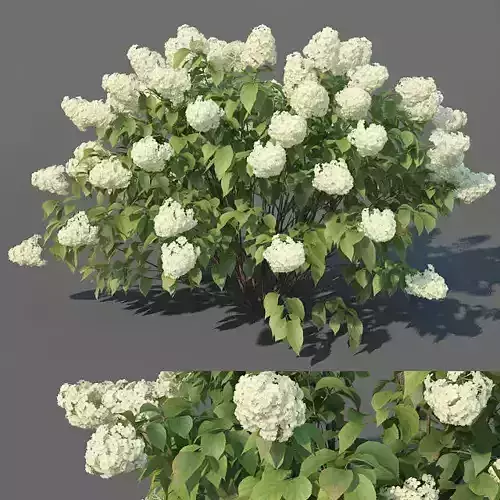 Hydrangea Paniculata Nr3 - Limelight XL - 3 variations 3D model