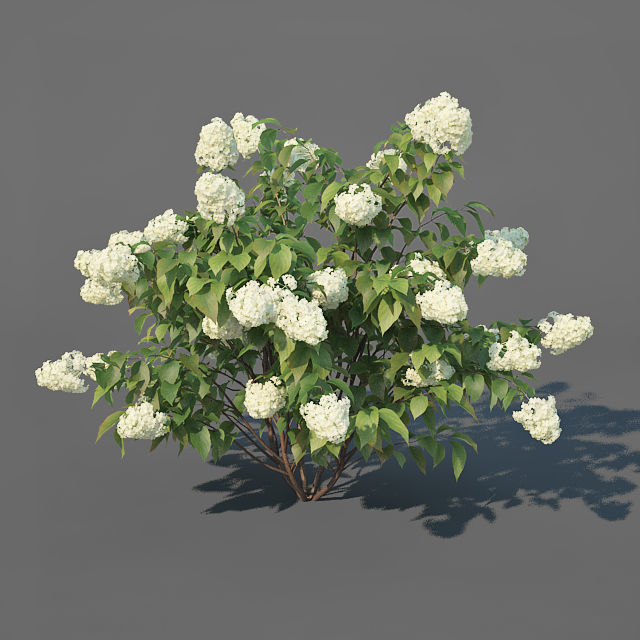 Hydrangea Paniculata Nr3 - Limelight XL - 3 variations 3D model_4