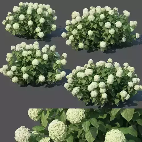 Hydrangea arborescens Nr1 - Annabelle V2  3D model