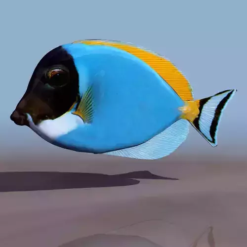 fish 3d model