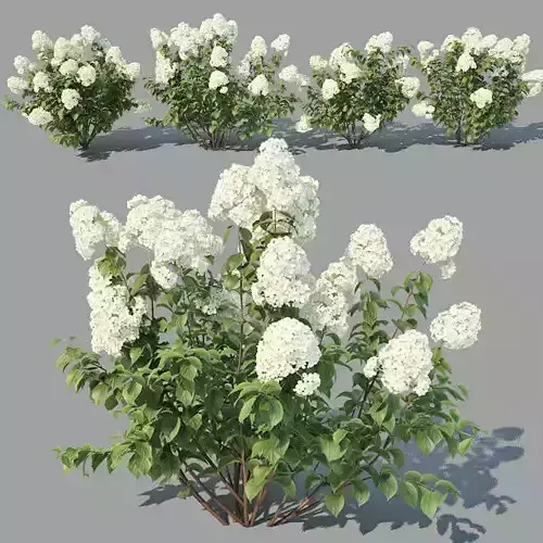 Hydrangea paniculata Nr1 - Four variations 3D model