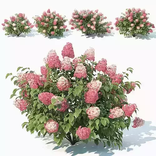 Hydrangea Paniculata Nr2 - Red Diamond- 4 Sizes 3D model