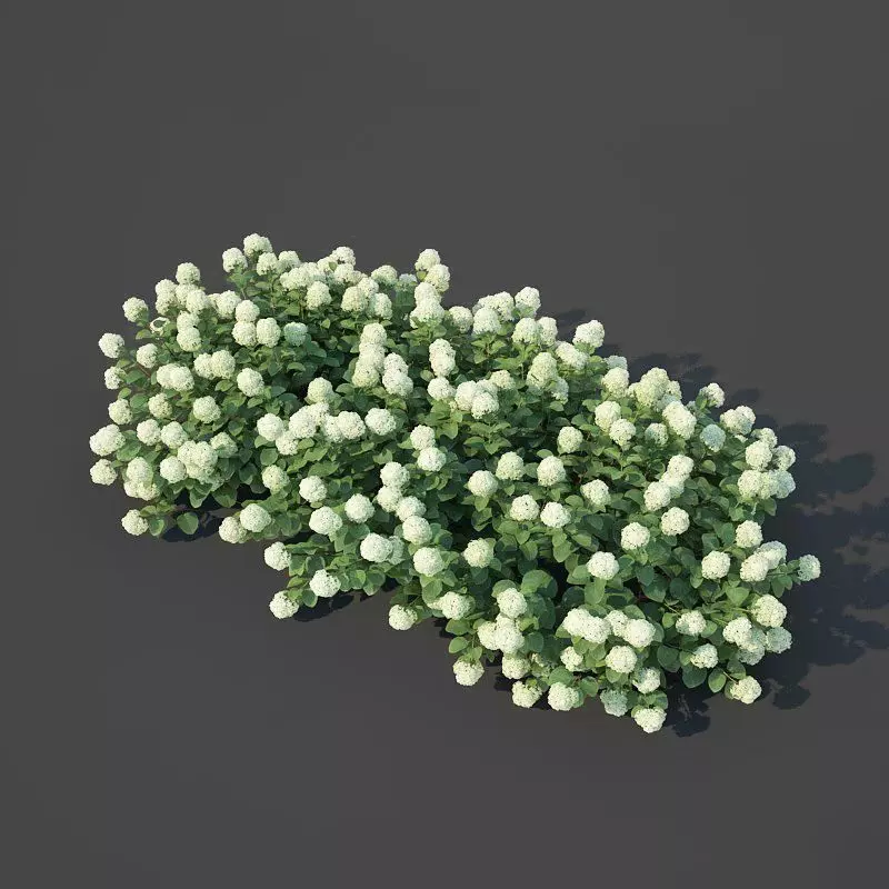 Hydrangea arborescens Nr2 - Customizable 3D model_0