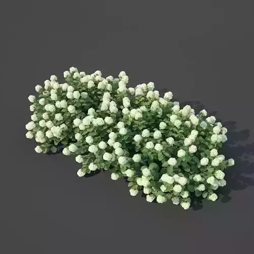 Hydrangea arborescens Nr2 - Customizable 3D model