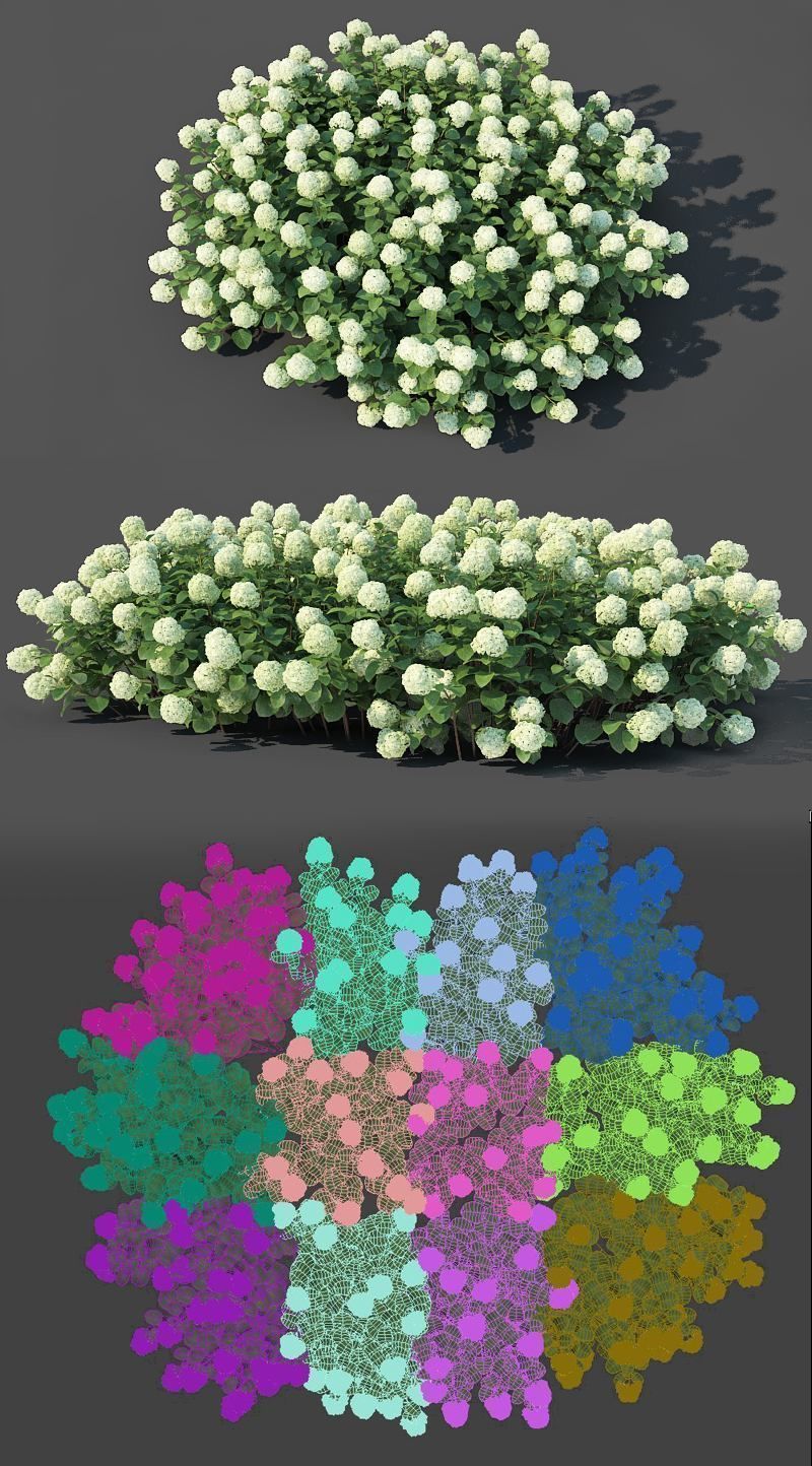 Hydrangea arborescens Nr2 - Customizable 3D model_1