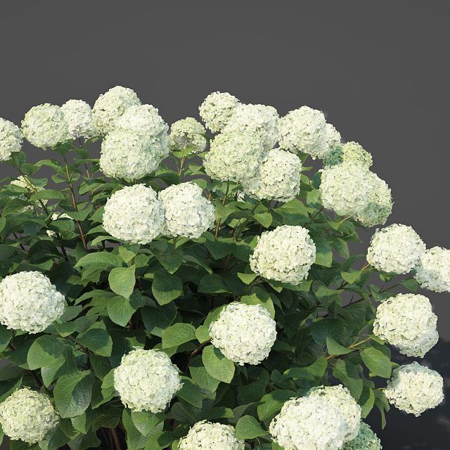 Hydrangea arborescens Nr2 - Customizable 3D model_2