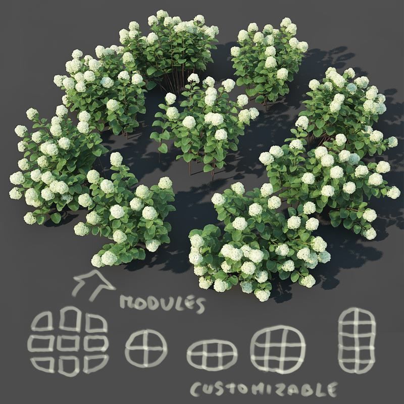 Hydrangea arborescens Nr2 - Customizable 3D model_3