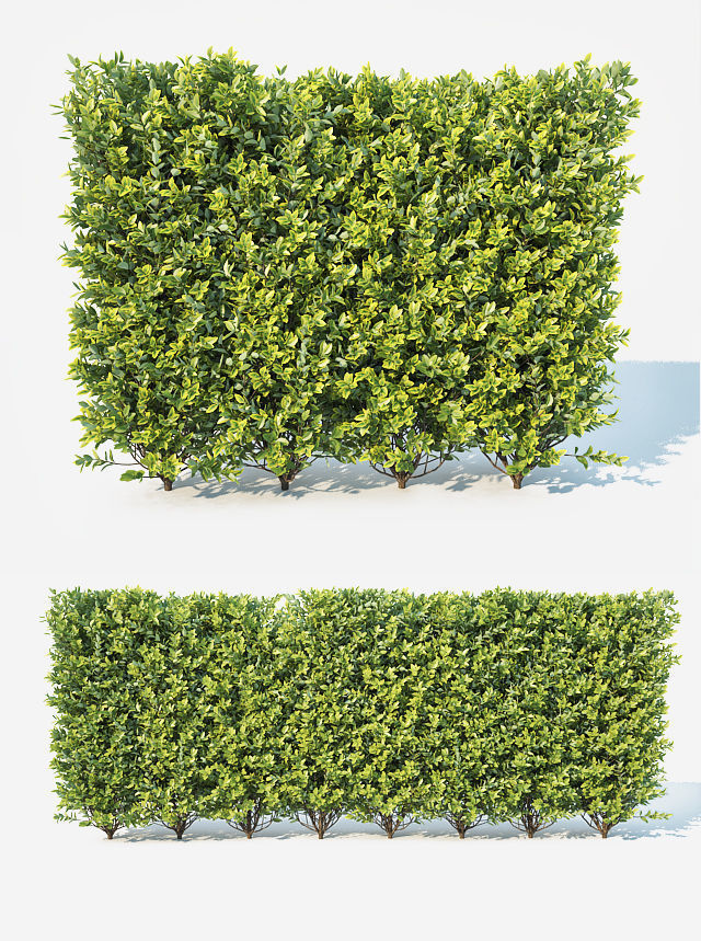 Ligustrum ovalifolium Nr1- modular hedge H110cm 3D model_4