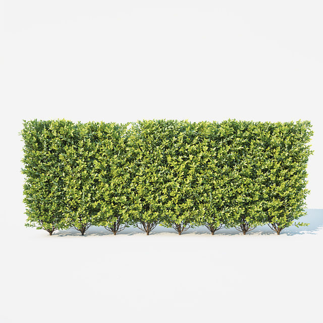 Ligustrum ovalifolium Nr1- modular hedge H110cm 3D model_3