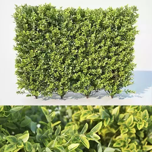 Ligustrum ovalifolium Nr1- modular hedge H110cm 3D model