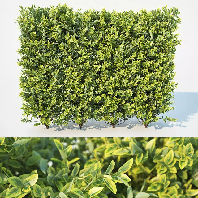 Ligustrum ovalifolium Nr1- modular hedge H110cm 3D model_0