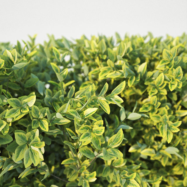 Ligustrum ovalifolium Nr1- modular hedge H110cm 3D model_1