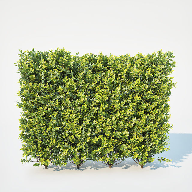 Ligustrum ovalifolium Nr1- modular hedge H110cm 3D model_2