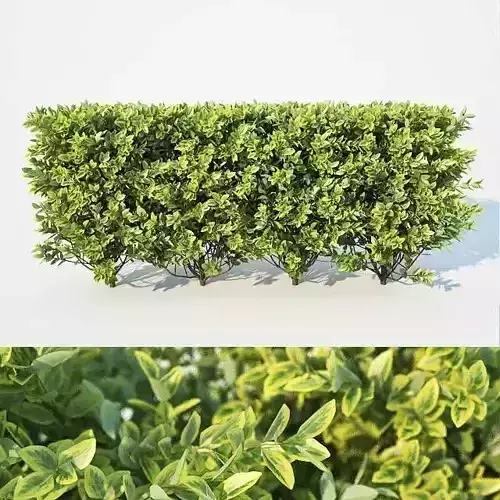 Ligustrum ovalifolium Nr2 - modular hedge H60cm
