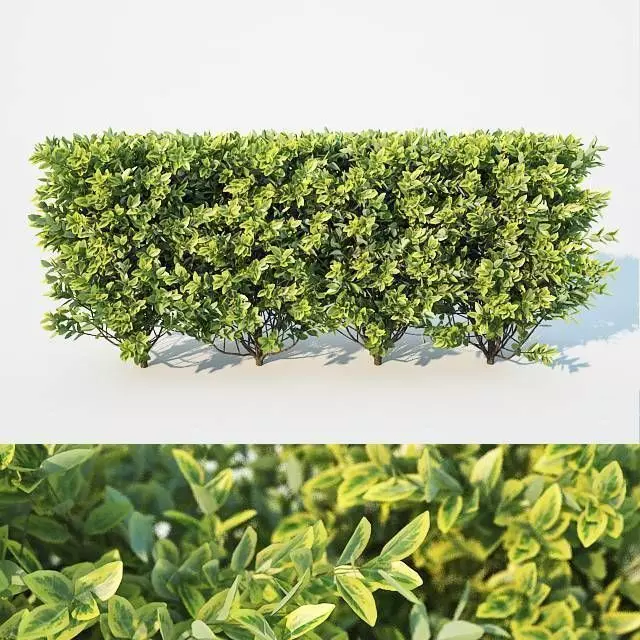Ligustrum ovalifolium Nr2 - modular hedge H60cm 3D model_0