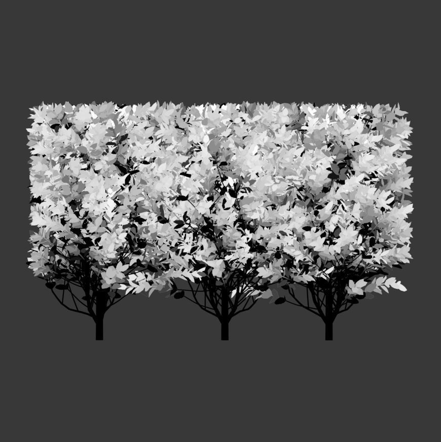 Ligustrum ovalifolium Nr2 - modular hedge H60cm 3D model_3