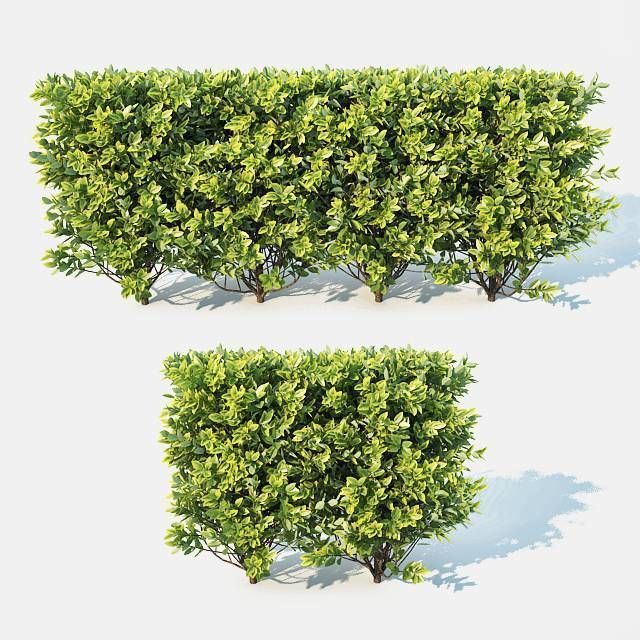 Ligustrum ovalifolium Nr2 - modular hedge H60cm 3D model_4