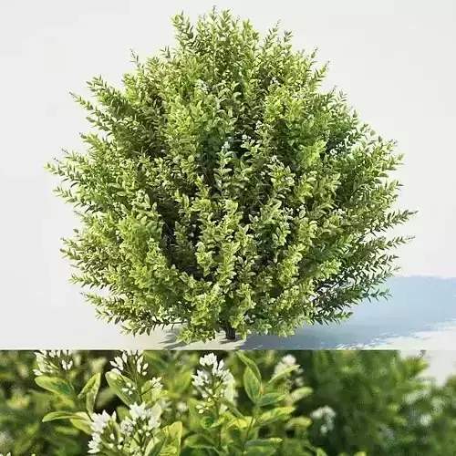 Ligustrum ovalifolium Nr3 - blossom bush H130