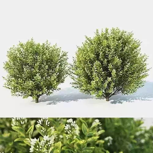 Ligustrum ovalifolium Nr4 - Two sizes