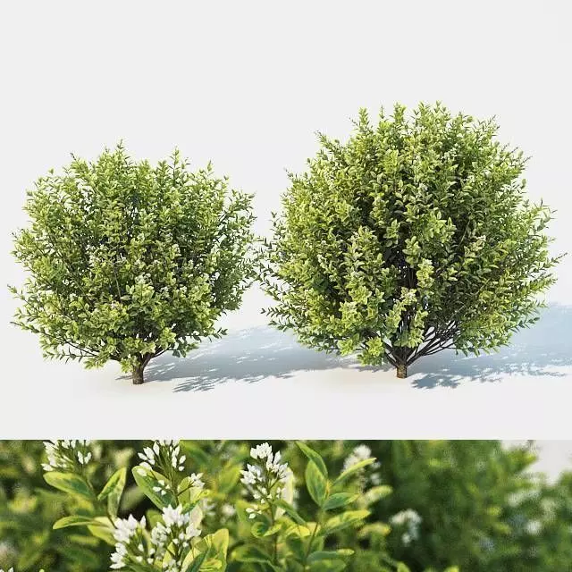 Ligustrum ovalifolium Nr4 - Two sizes 3D model_0