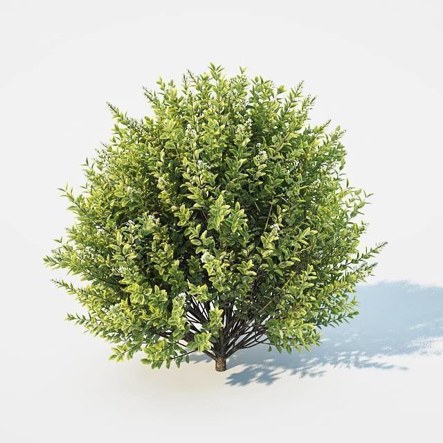 Ligustrum ovalifolium Nr4 - Two sizes 3D model_3