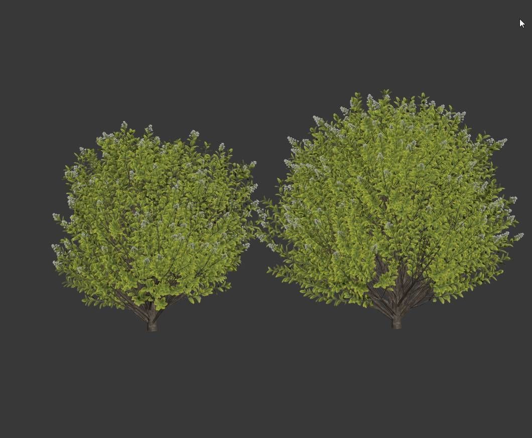 Ligustrum ovalifolium Nr4 - Two sizes 3D model_1