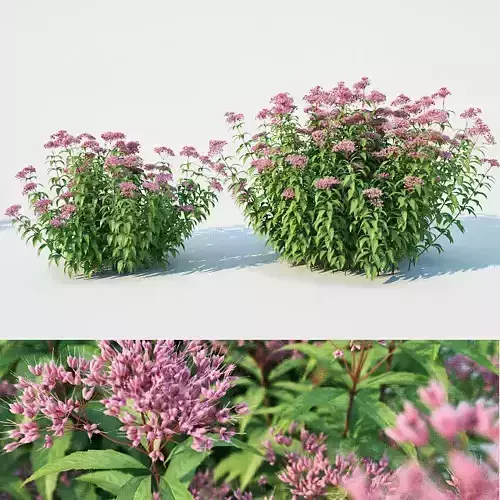 Eupatorium purpureum Nr1 -Two sizes H 85-110