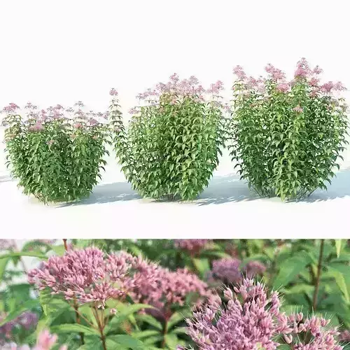 Eupatorium purpureum Nr2 - Three sizes H160-240cm