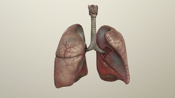 Human Lungs Animated Low-poly 3D model