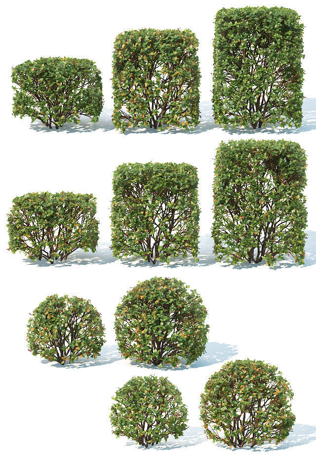 Cotoneaster lucidus Nr 5- Ten transparent cubes - sphere hedges 3D model_3