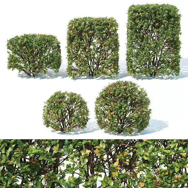 Cotoneaster lucidus Nr 5- Ten transparent cubes - sphere hedges 3D model_0