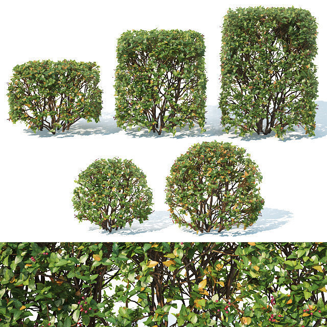 Cotoneaster lucidus Nr 5- Ten transparent cubes - sphere hedges 3D model_1