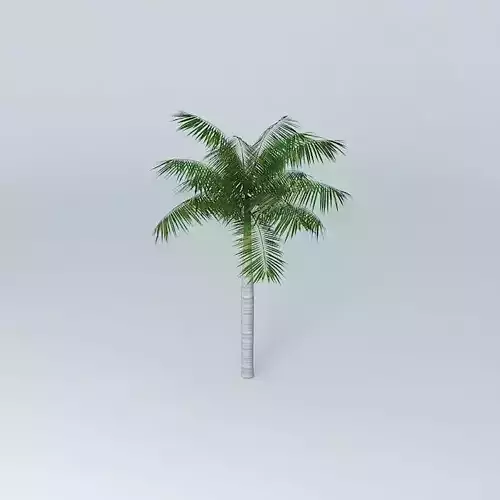 Tree Palm