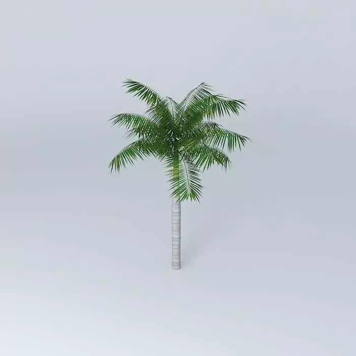 Tree Palm Free 3D model_0