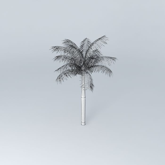 Tree Palm Free 3D model_4