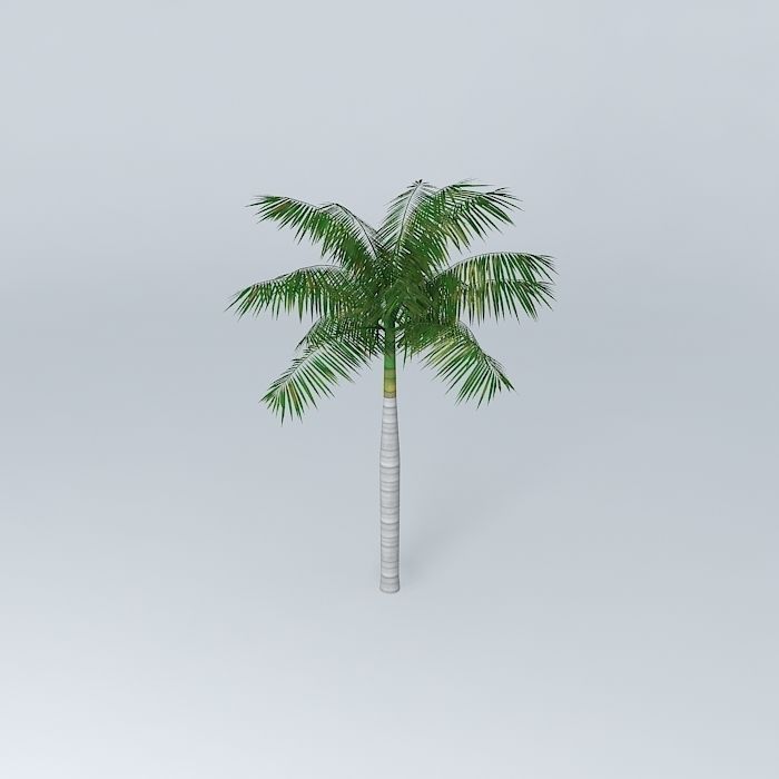 Tree Palm Free 3D model_1