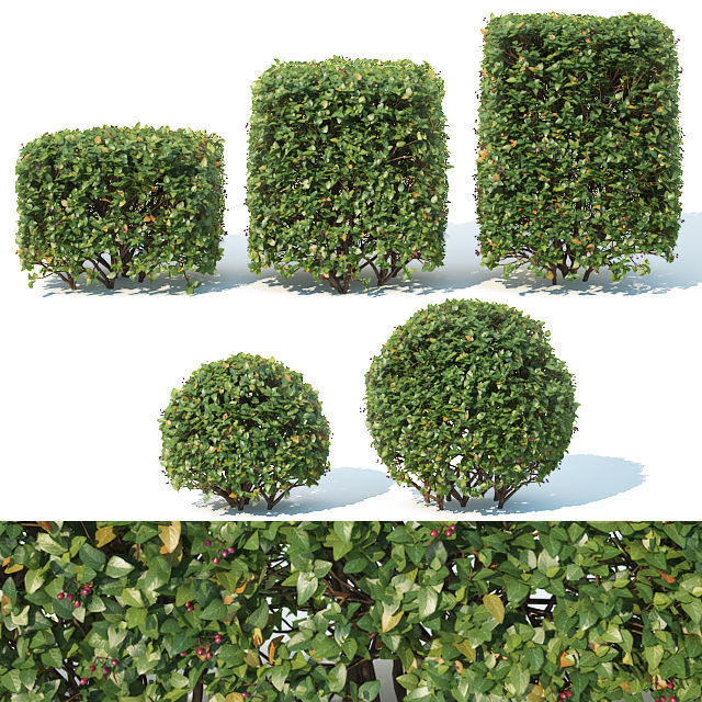 Cotoneaster lucidus Nr 4- Ten cubes - sphere hedges 3D model_1