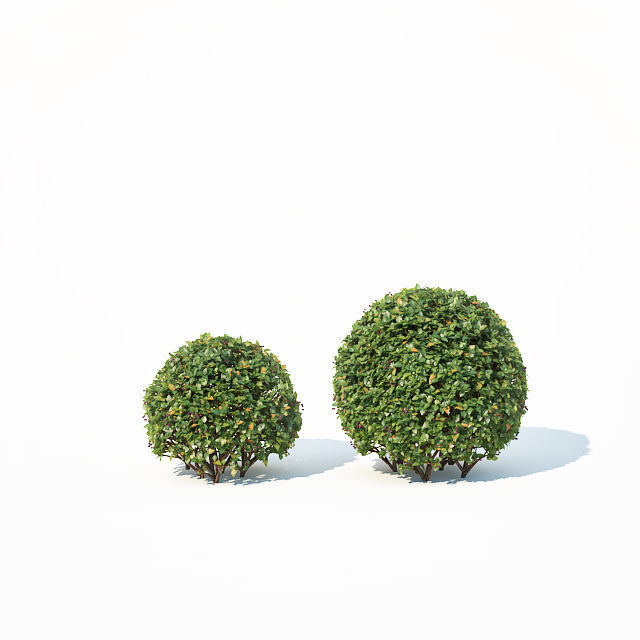 Cotoneaster lucidus Nr 4- Ten cubes - sphere hedges 3D model_4