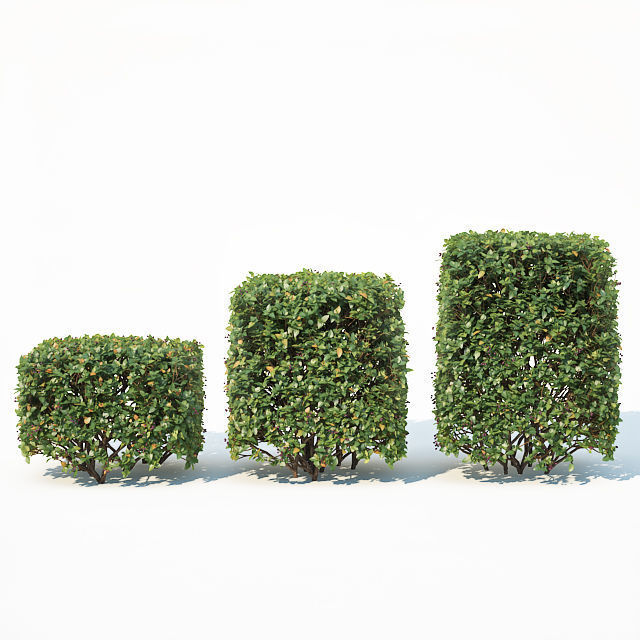 Cotoneaster lucidus Nr 4- Ten cubes - sphere hedges 3D model_3