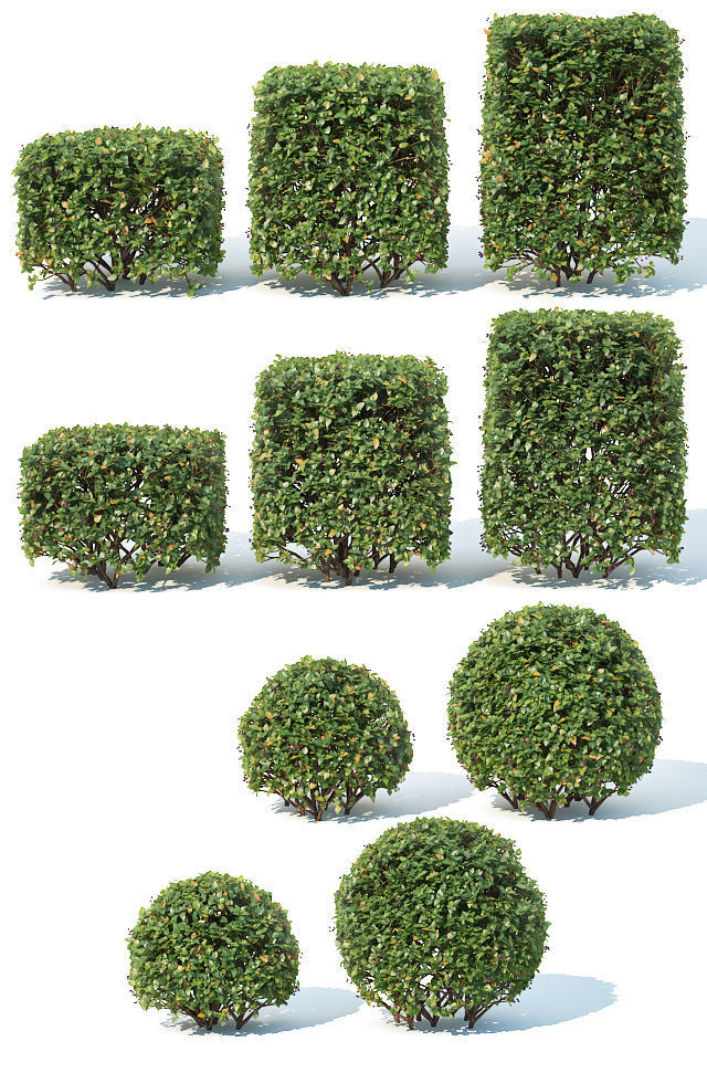 Cotoneaster lucidus Nr 4- Ten cubes - sphere hedges 3D model_5