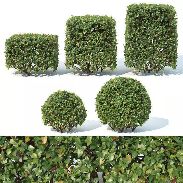 Cotoneaster lucidus Nr 4- Ten cubes - sphere hedges 3D model_0