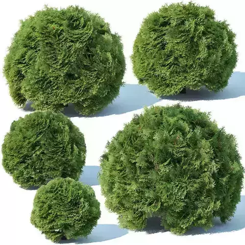 Thuya occidentalis Nr5 - globe five sizes  3D model