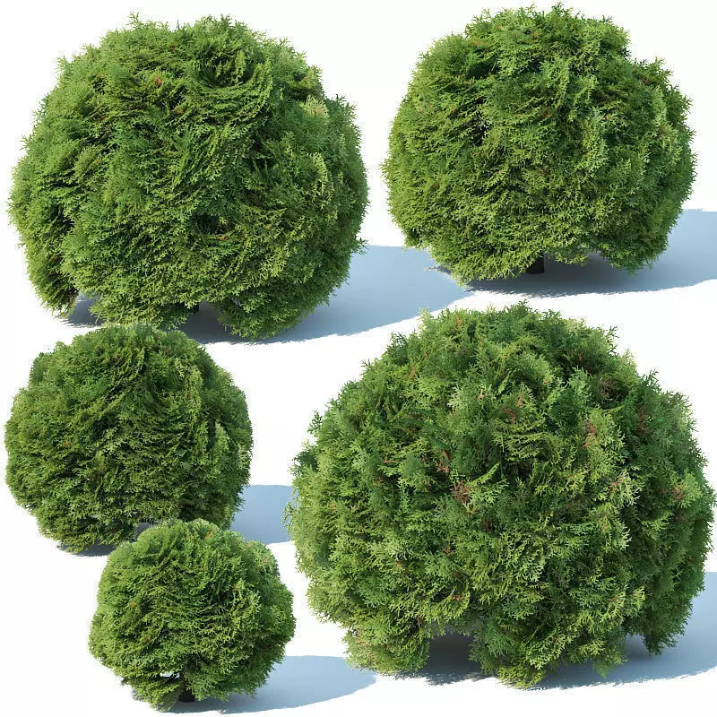 Thuya occidentalis Nr5 - globe five sizes 3D model