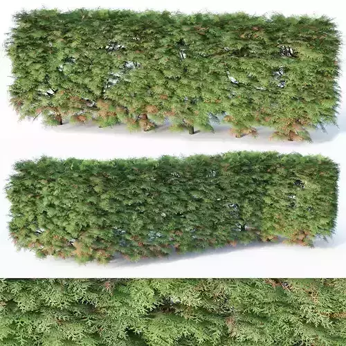 Thuya occidentalis Nr6 - hedge H85cm 3D model