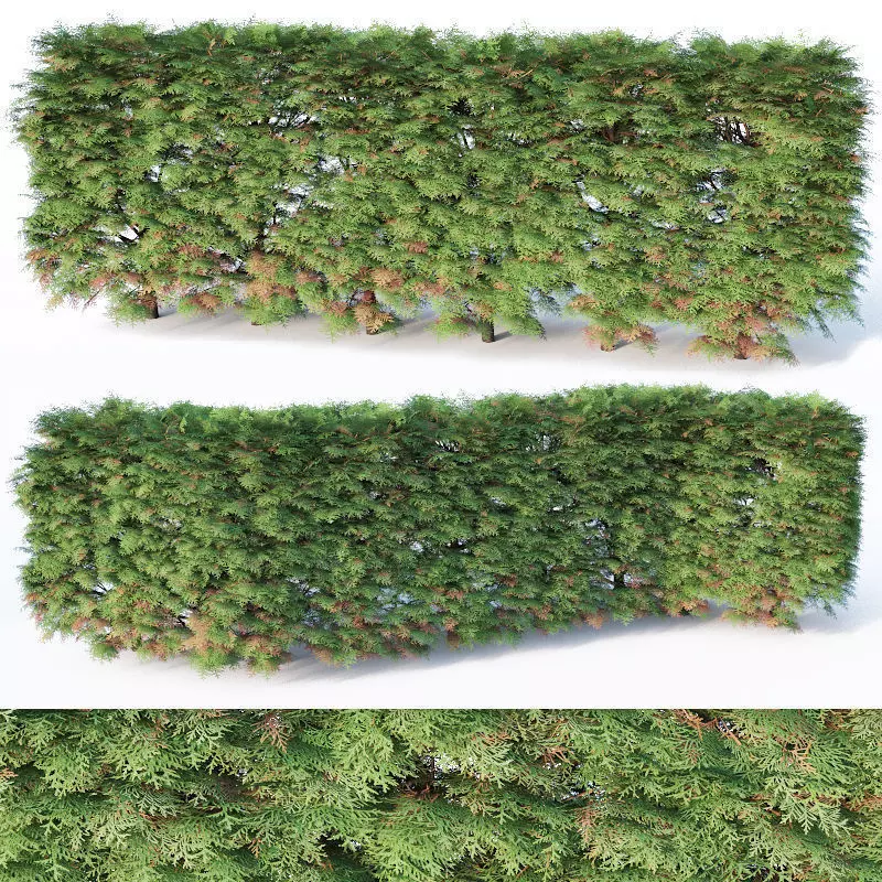 Thuya occidentalis Nr6 - hedge H85cm 3D model