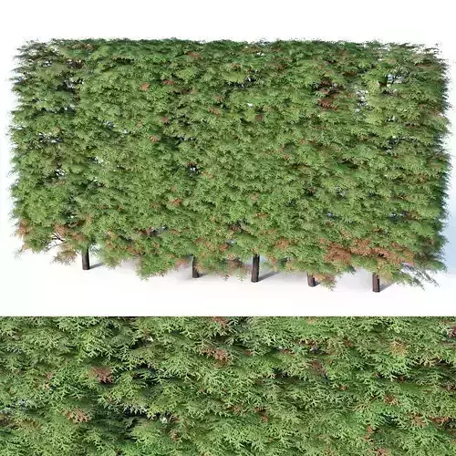 Thuya occidentalis Nr9 - hedge H120cm 3D model