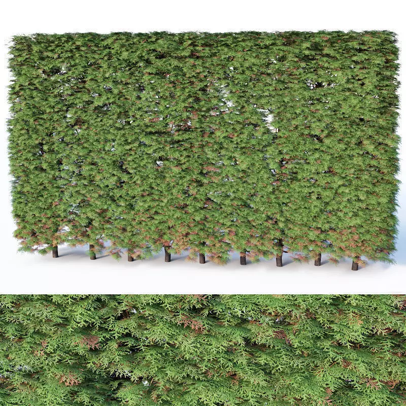 Thuya occidentalis Nr5- hedge H200cm 3D model