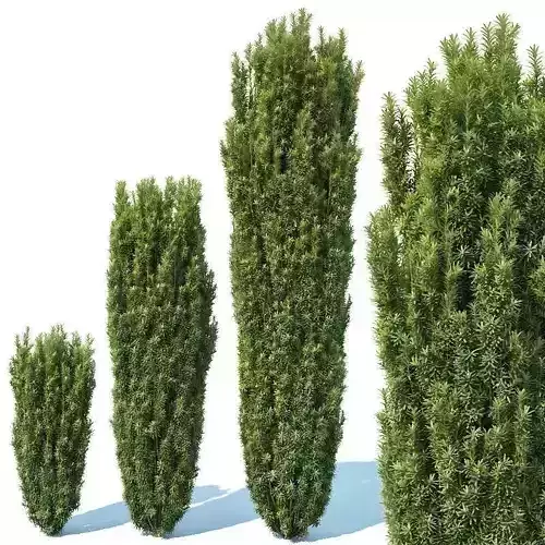 Taxus Baccata Nr1- Fastigiata Robusta 3D model