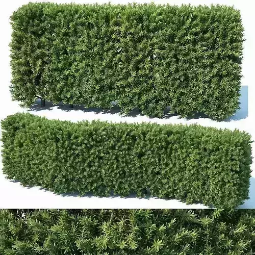 Taxus Baccata Nr2 - modular hedge H80cm 3D model